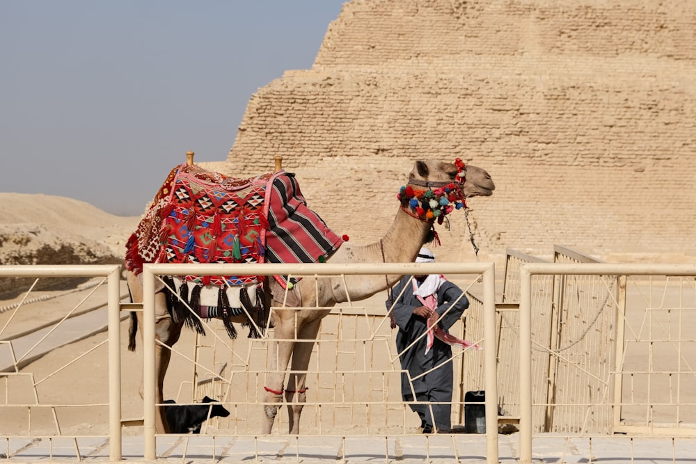 a man standing next to a camel in front of a pyramid