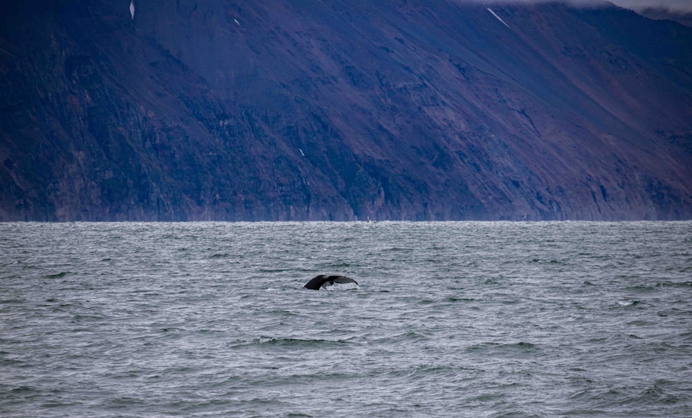 a bird flying over a body of water