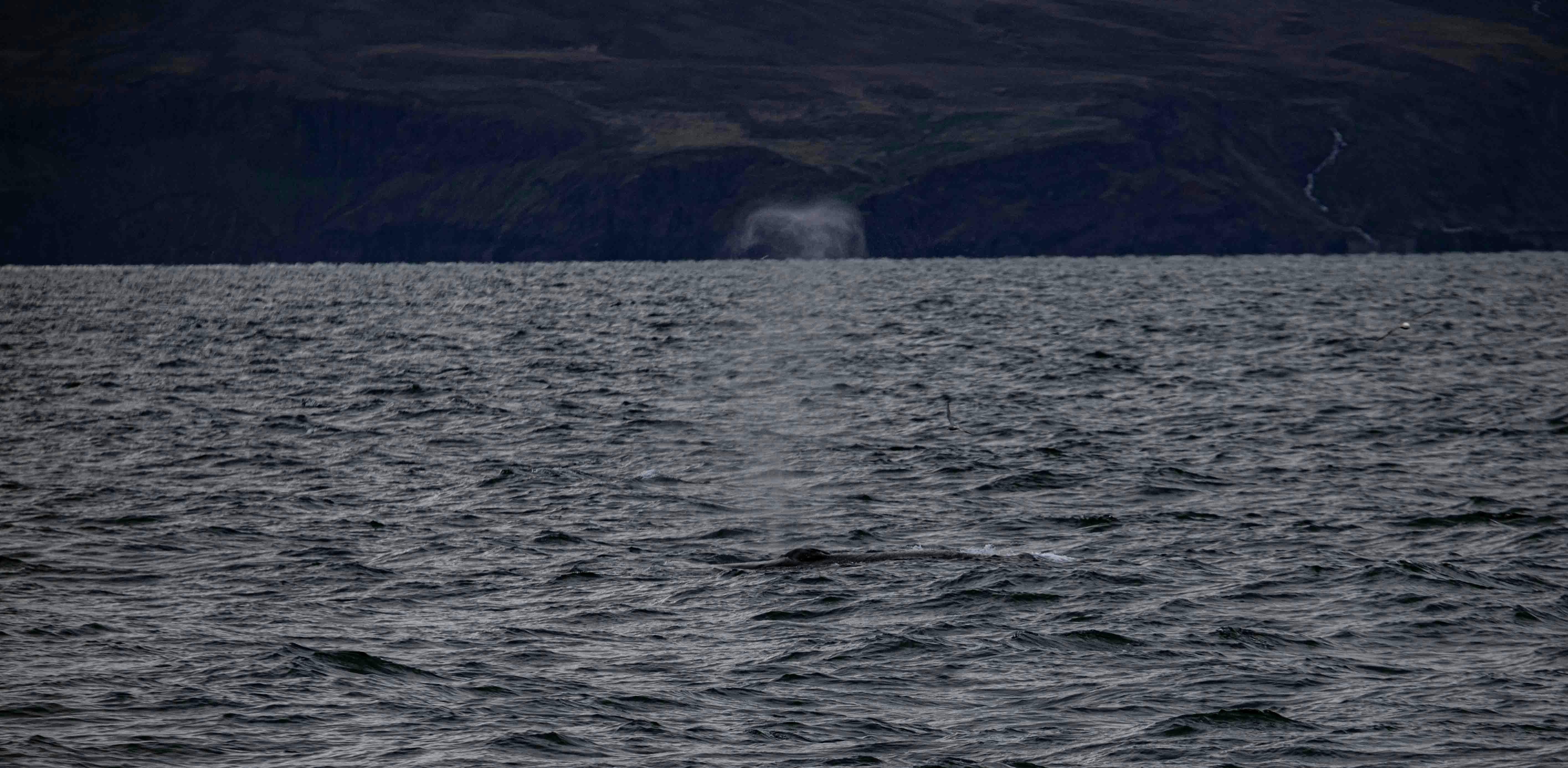 A whale breaching the surface of a calm ocean with a faint outline of a mountainous coastline in the background, under a hazy sky.