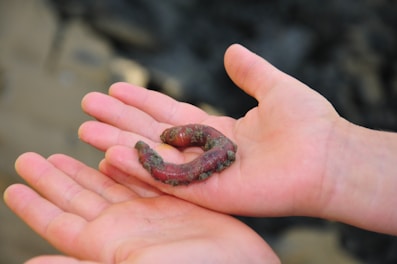 Hands holding nutrient-rich vermicompost made by earthworms.