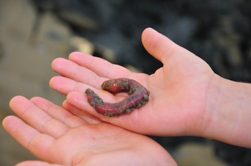 Two hands are gently holding a worm covered in sand, with a blurred background. The close-up shot focuses on the delicate handling of the small creature, emphasizing its earthy texture.