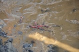 Several earthworms are scattered on a wet, muddy surface. The worms are red and brown, with the mud appearing to be a mix of beige and dark gray patches.
