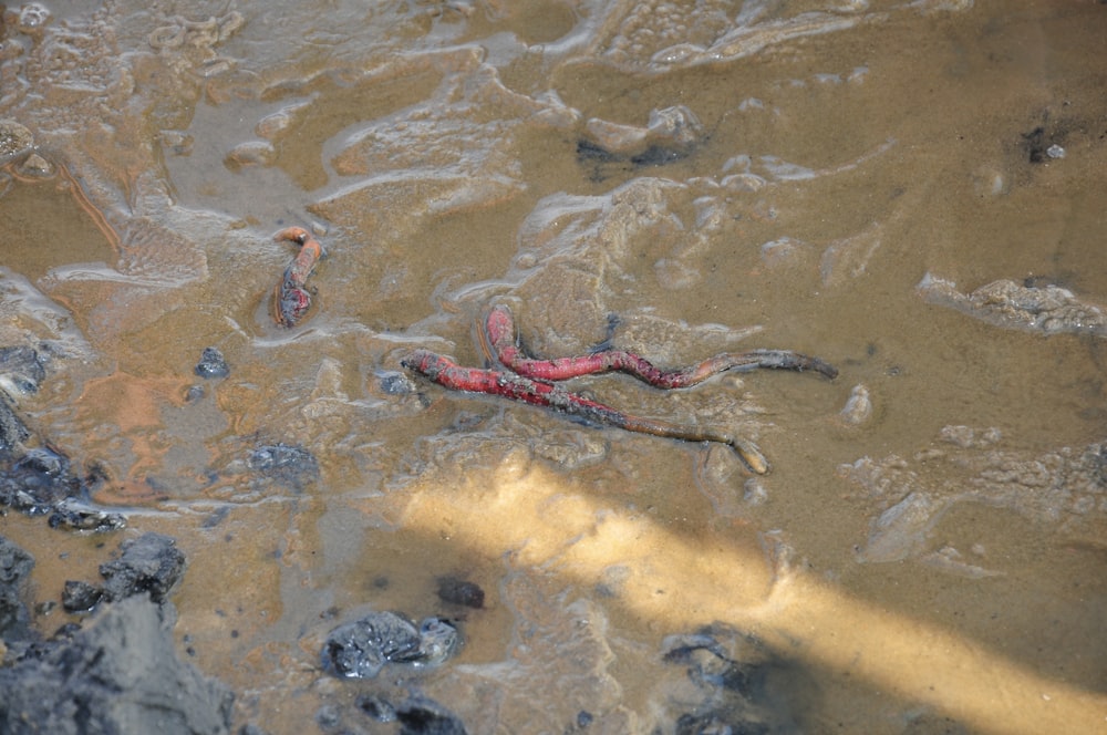 a snake in a muddy pool of water