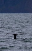 A close-up of a whale tail diving into the water.
