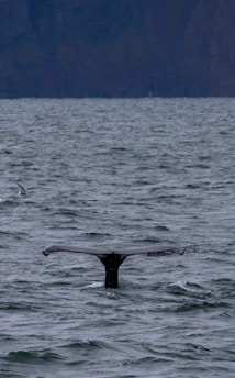 A whale's tail emerges from the water as it dives beneath the ocean's surface. The surrounding sea is rough with gentle waves, and a distant bird can be seen above the waterline. In the background, a dark silhouetted coastline or mountain range provides a dramatic contrast to the foreground.