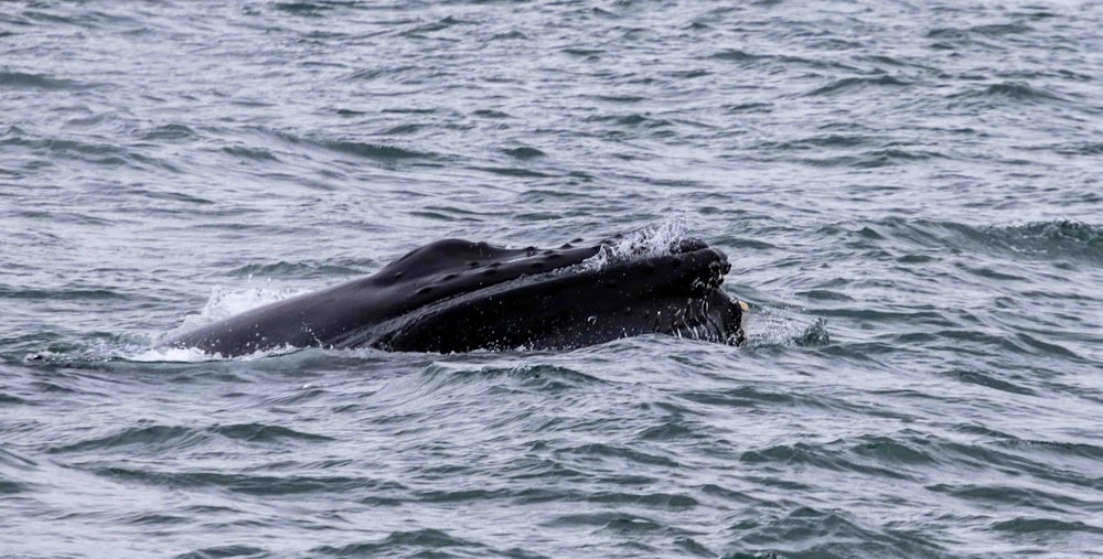 Una ballena jorobada nada en el océano