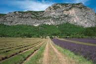 A scenic Bulgarian landscape with blooming rose fields under a clear blue sky.