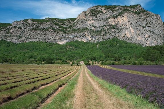 A beautiful lavender field in Croatia.