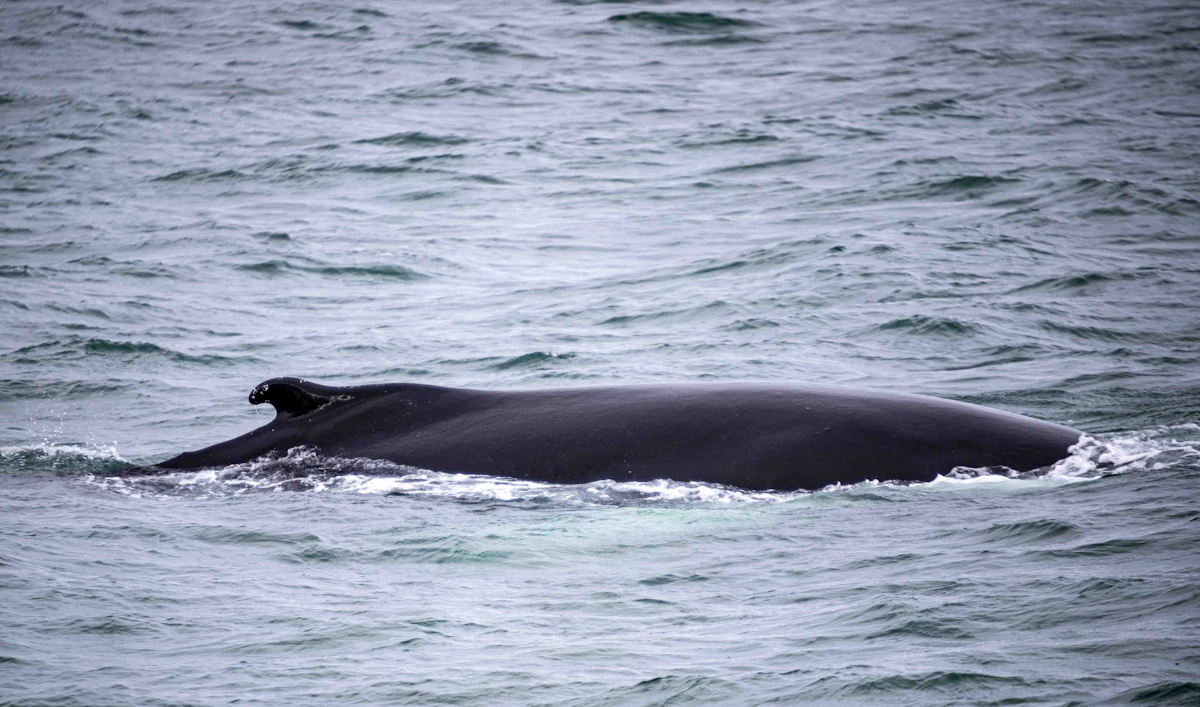 Whale watching during autumn in Iceland