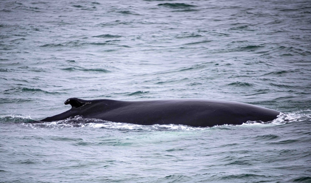 a large whale is swimming in the ocean