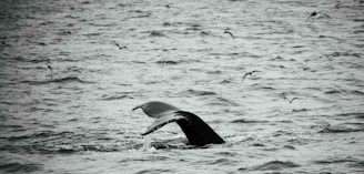A family smiling on deck, spotting a whale’s tail splashing in the ocean.