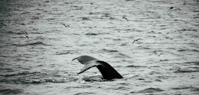 A family smiling on deck, spotting a whale’s tail splashing in the ocean.