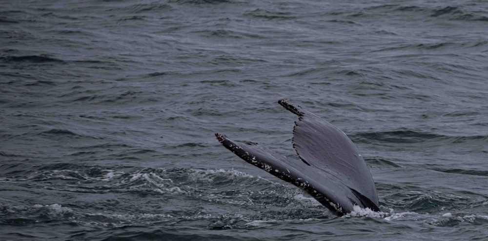 a humpback whale dives into the water