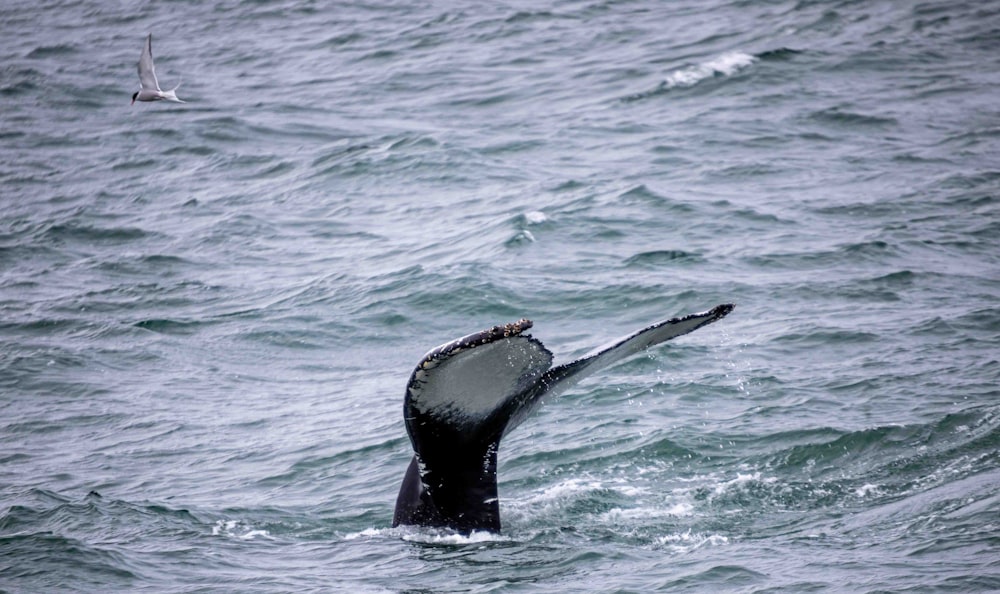a humpback whale dives into the ocean