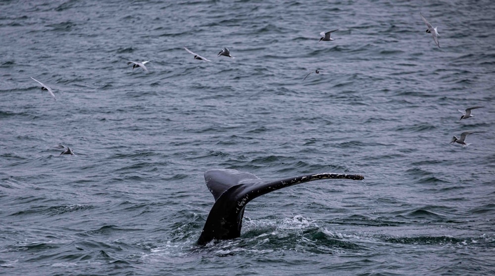 a whale's tail is sticking out of the water