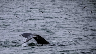 A whale's tail emerges from the ocean, surrounded by several seabirds flying overhead. The water appears choppy with small waves, creating a dynamic scene of marine life.