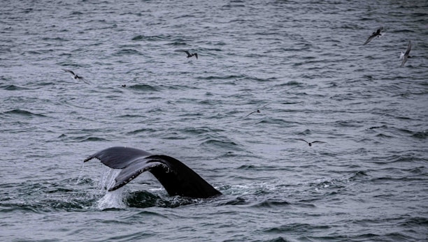 A whale's tail emerges from the ocean, surrounded by several seabirds flying overhead. The water appears choppy with small waves, creating a dynamic scene of marine life.