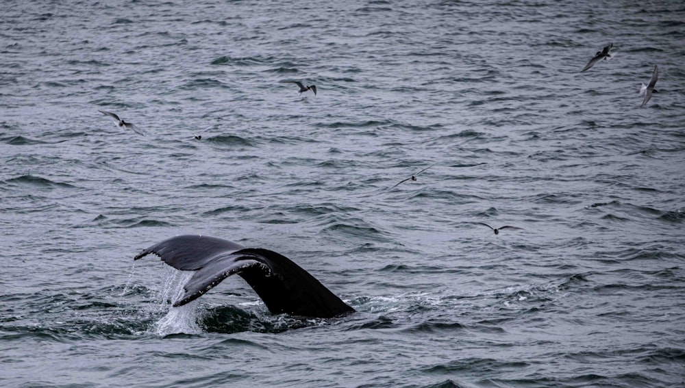 a whale's tail is sticking out of the water