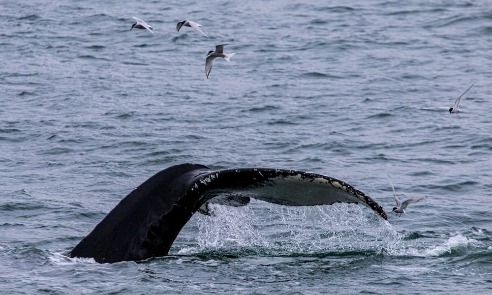 a whale's tail flups out of the water