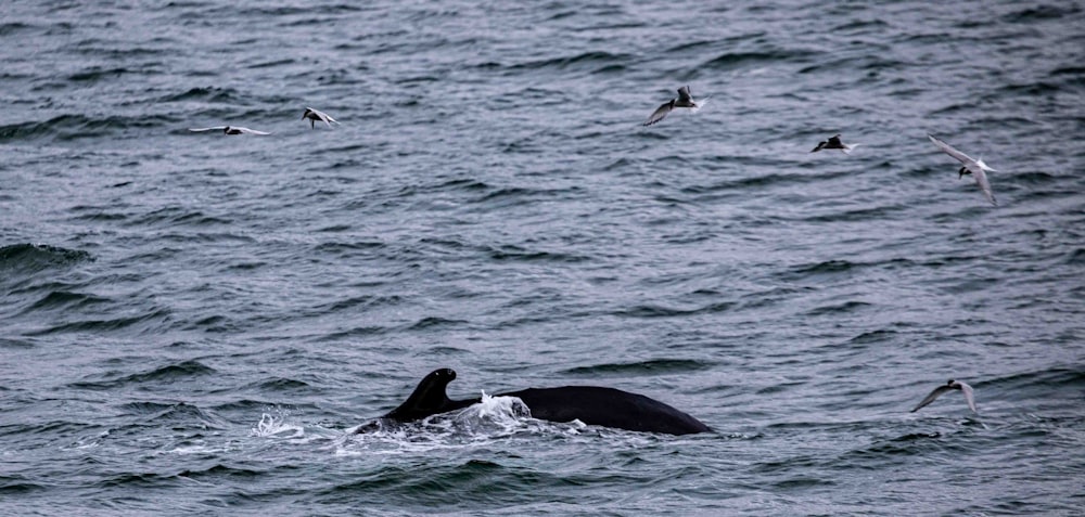 a group of birds flying over a body of water