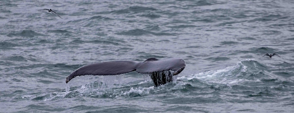 une queue de baleine s’envole hors de l’eau