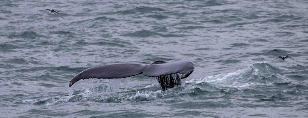 a whale tail flups out of the water