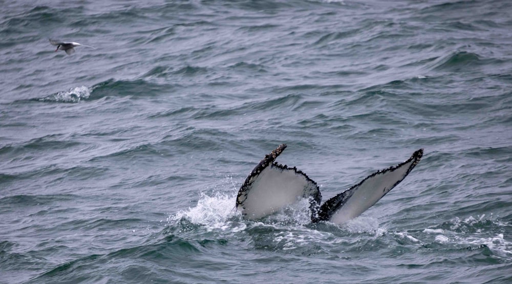 a humpback whale dives into the ocean