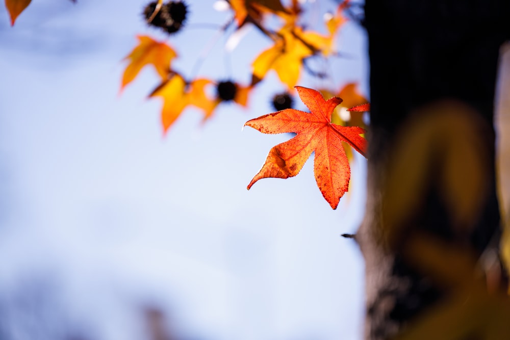 a red leaf is hanging from a tree