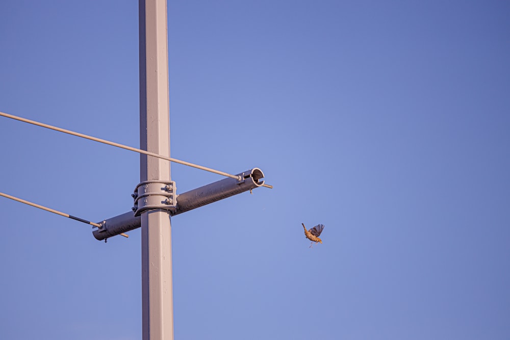 a bird is perched on top of a pole