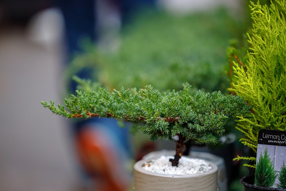 a small bonsai tree in a pot on a table