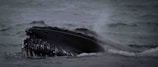 Close-up of a whale’s eye and textured skin as it surfaces gently near the boat.