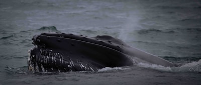 Close-up of a whale’s eye and textured skin as it surfaces gently near the boat.