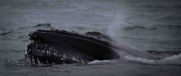 Close-up of a whale’s eye and textured skin as it swims gently alongside the boat.