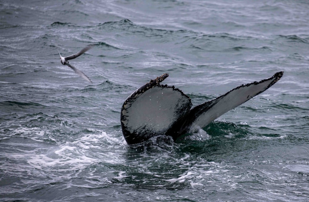 a humpback whale dives into the water