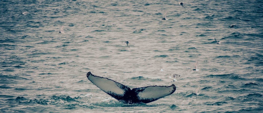 a whale tail flups out of the water