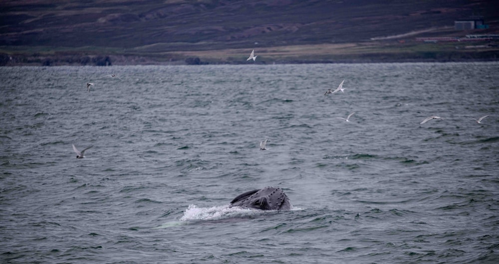 a humpback whale in the ocean with seagulls flying around