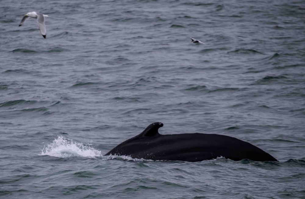 a black whale in the ocean with a bird flying over it