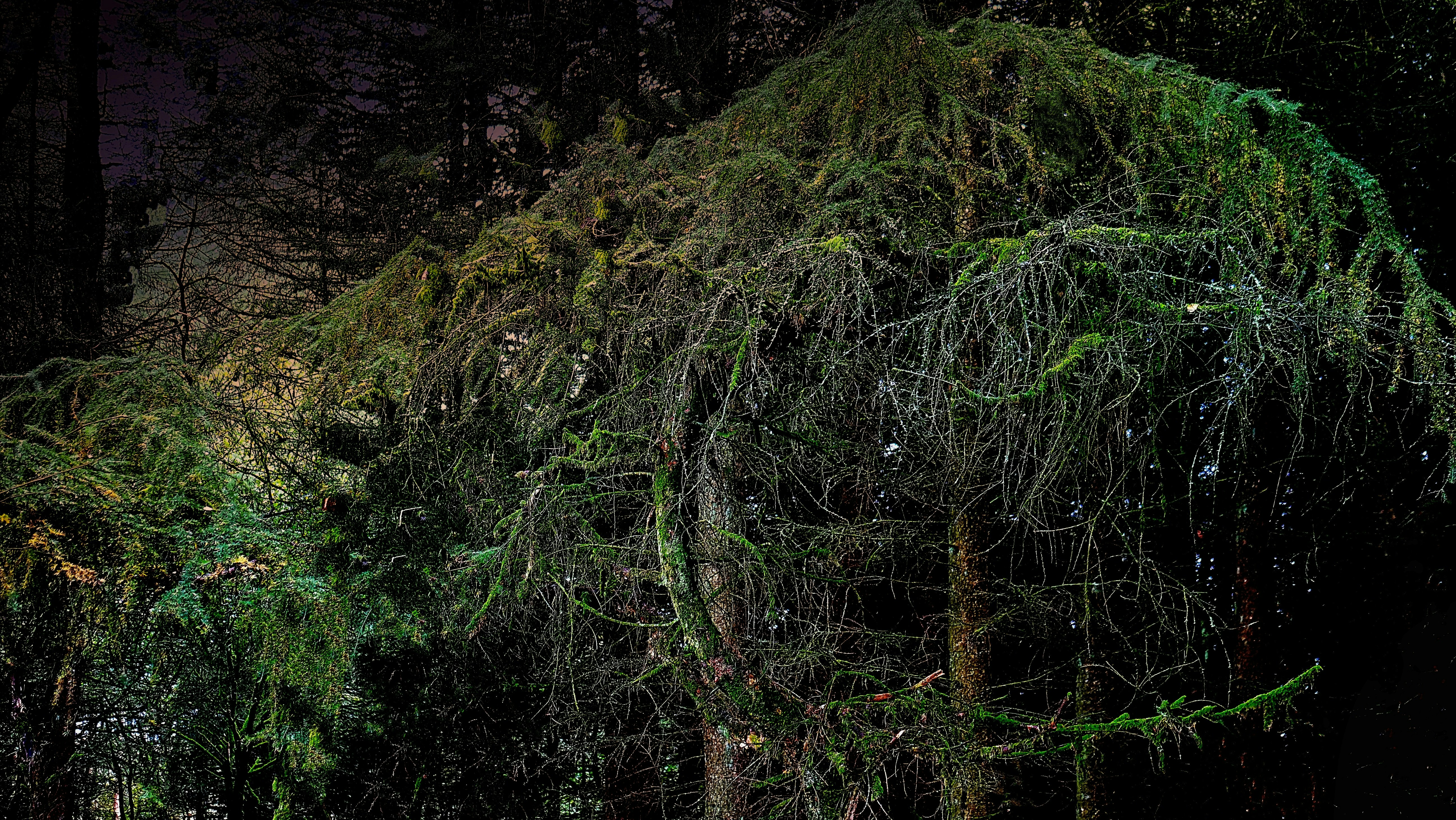 Midnight Forest Cloak