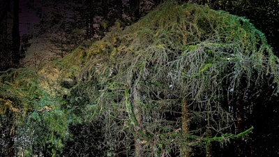 An atmospheric night version of a dense forest map, lit by glowing mushrooms and moonlight.