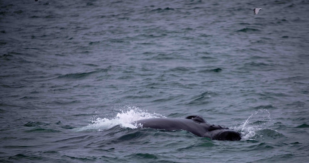 a whale swimming in the ocean with a bird flying overhead