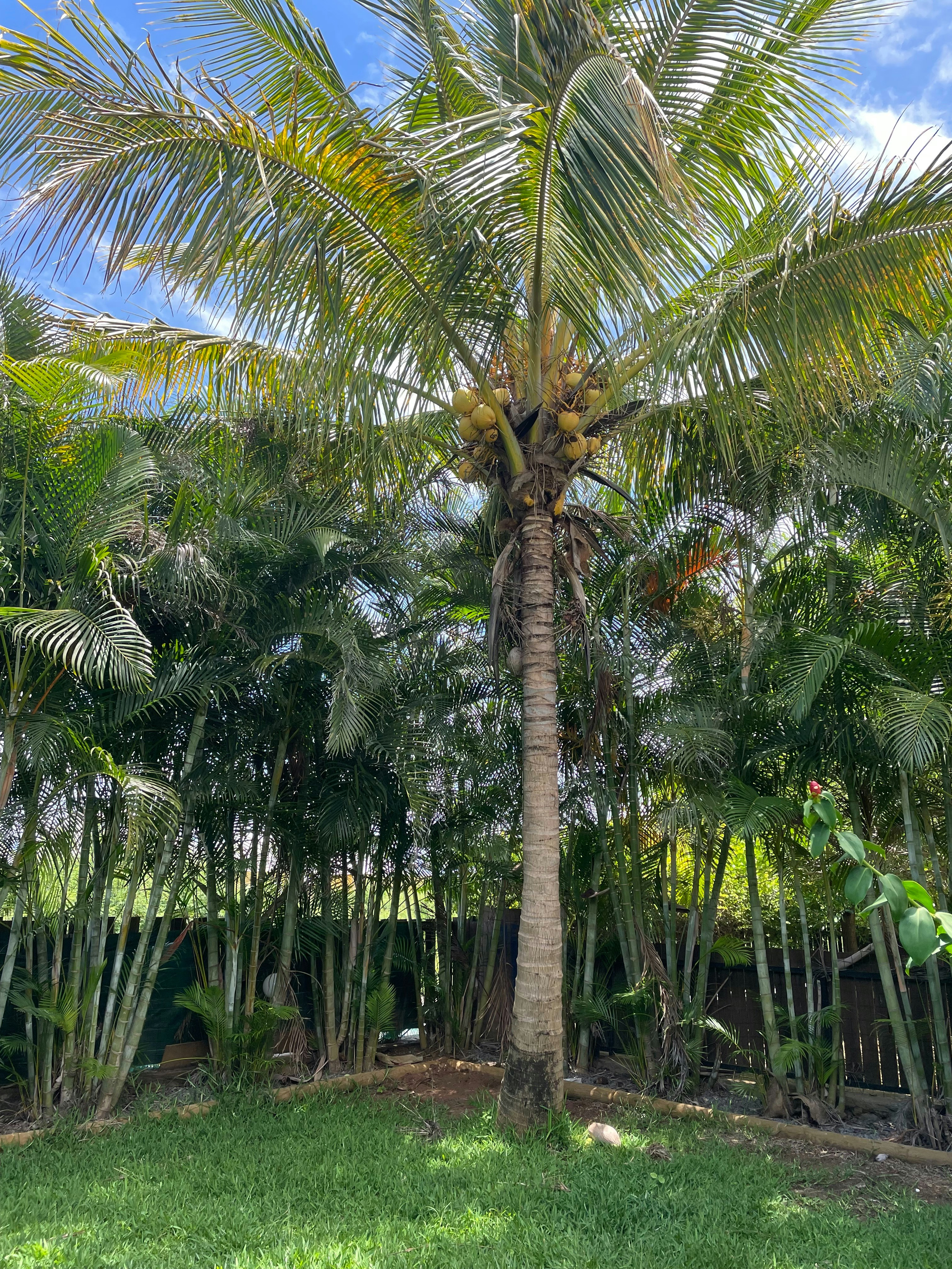 Coconut palms with green coconuts, banana plants and bamboo forest, plant-based natural products