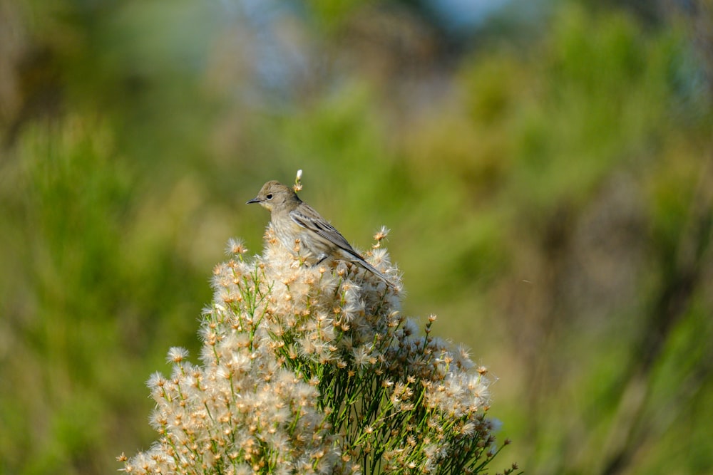 a small bird sitting on top of a white flower