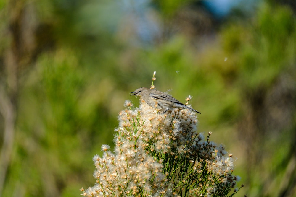 a small bird sitting on top of a white flower