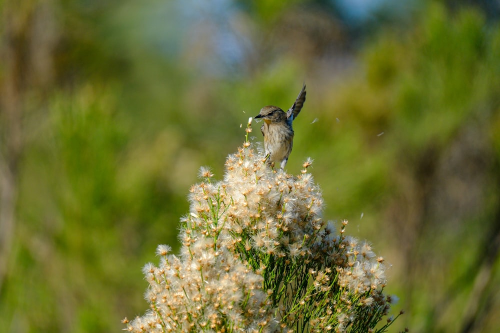 a small bird perched on top of a white flower
