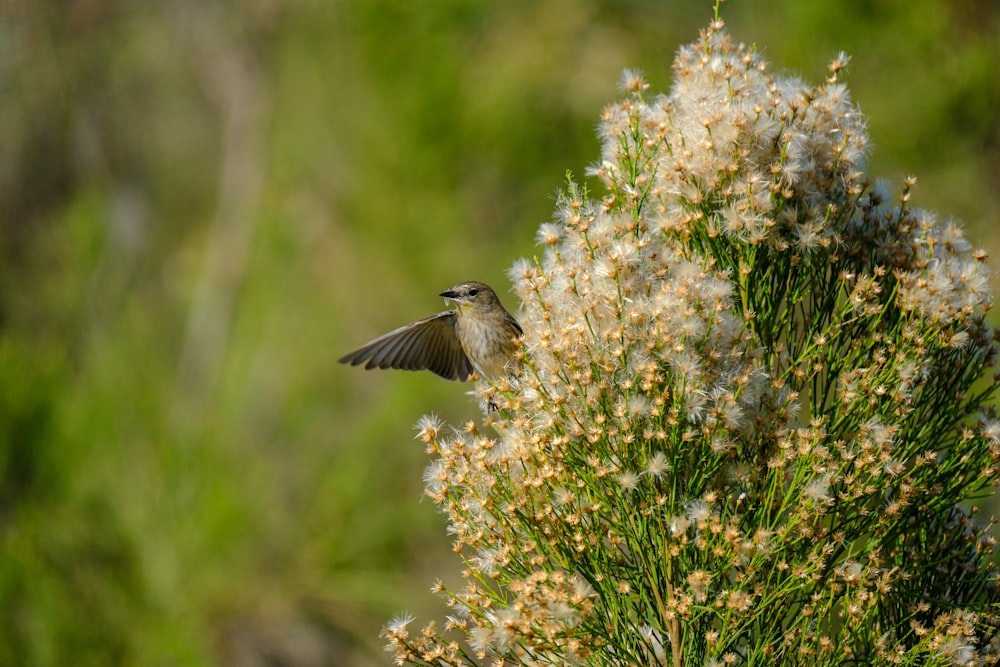 a small bird flying over a bunch of flowers