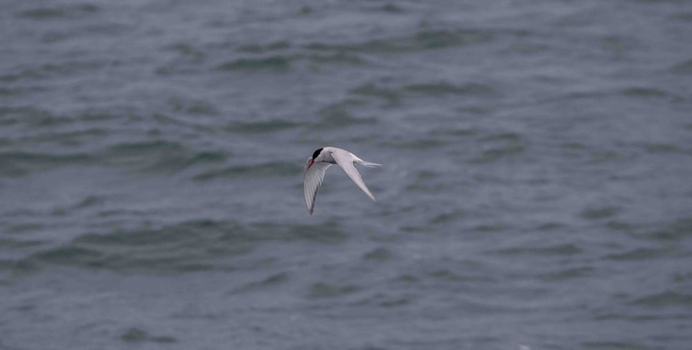 a seagull flying over a body of water