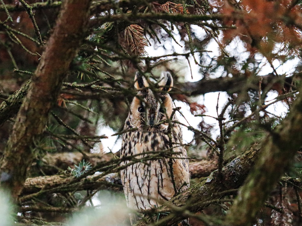 an owl is sitting in the branches of a tree