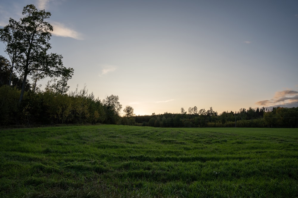 a grassy field with trees in the background