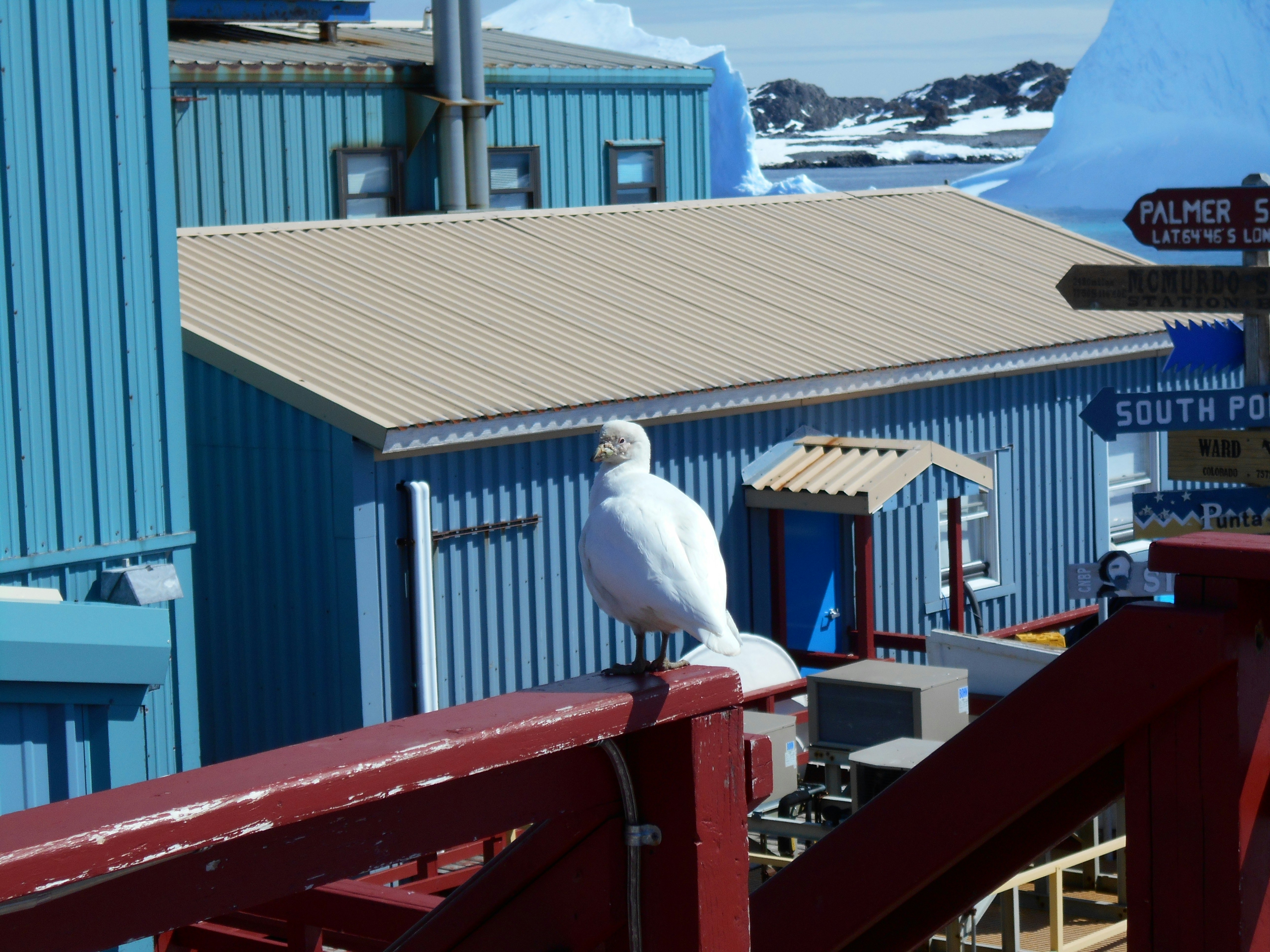 Seagull perched on a weathered red railing in front of cobalt blue buildings with a hint of distant snowy landscape.