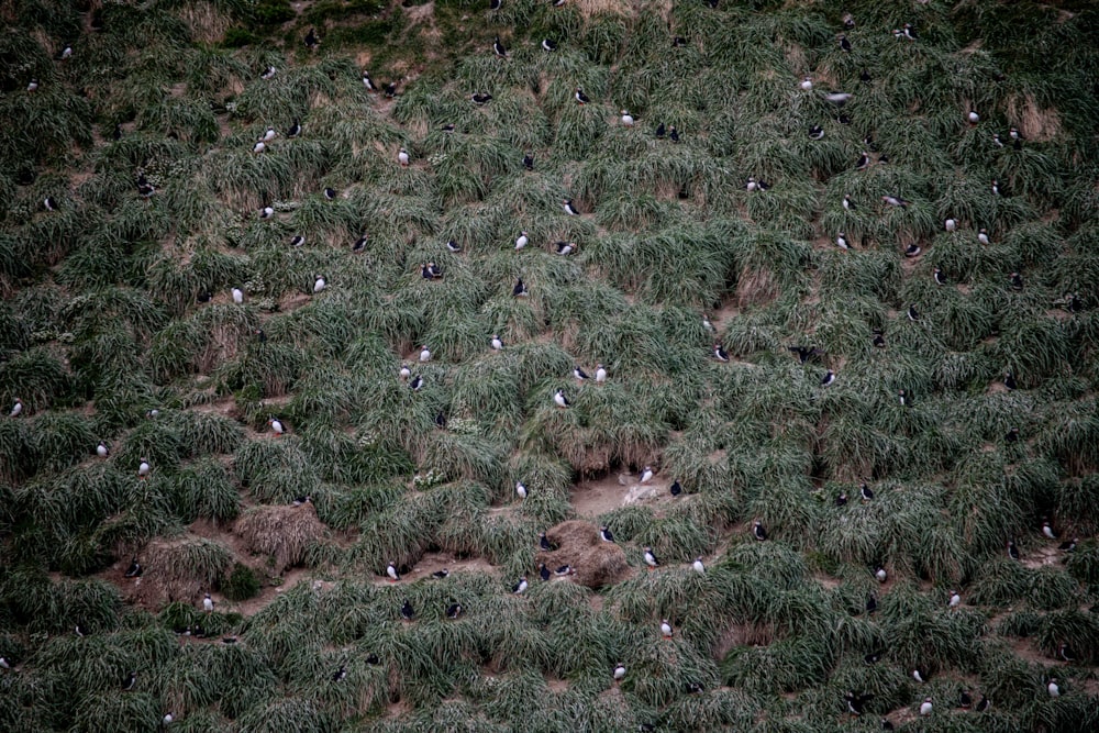 a flock of birds sitting on top of a lush green hillside